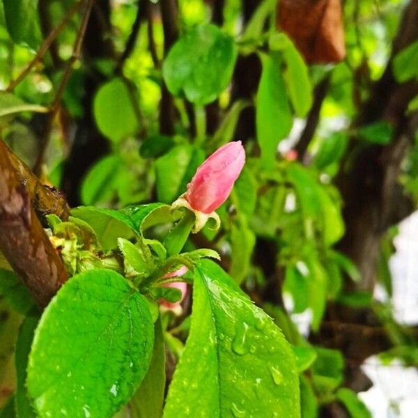 Chaenomeles sinensis Kukka