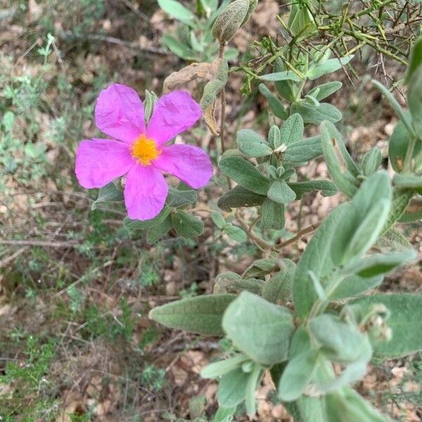 Cistus albidus 花