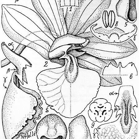 Dendrobium virotii Máis