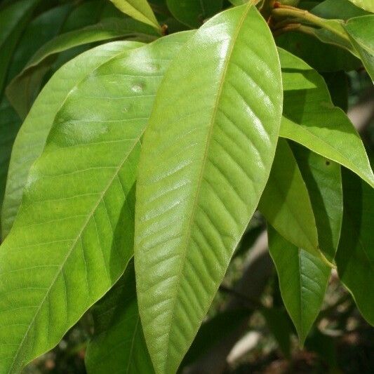 Michelia champaca Leaf