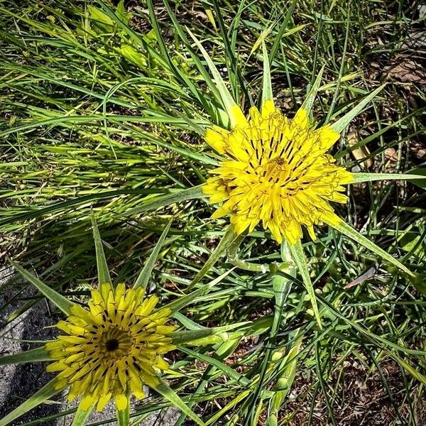 Tragopogon dubius Flower