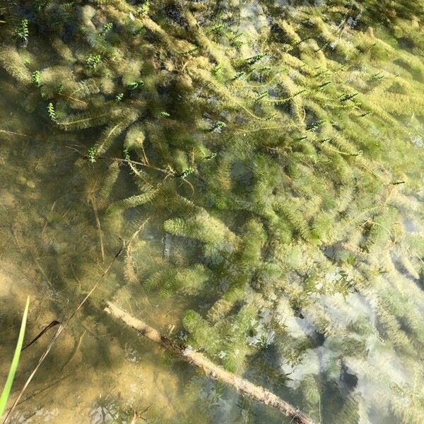 Myriophyllum verticillatum Frunză