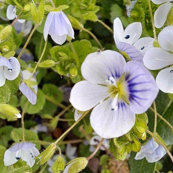 Veronica filiformis फूल