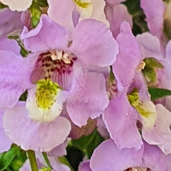 Angelonia angustifolia 其他