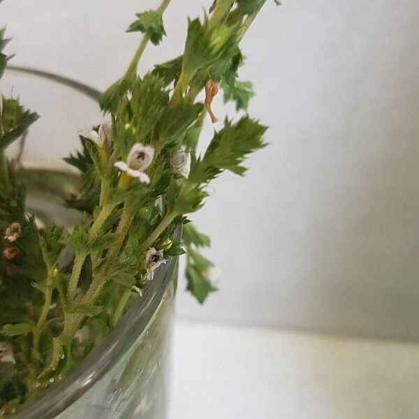 Euphrasia nemorosa Kvet