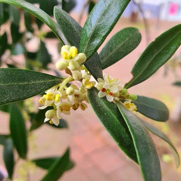 Olea europaea Other