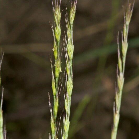 Festuca maritima Fruit