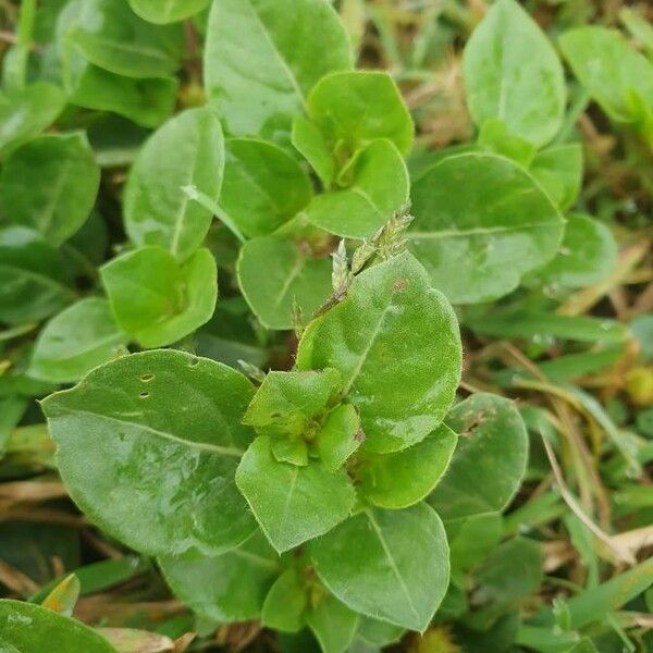 Alternanthera pungens Fulla