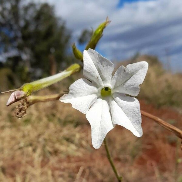 Nicotiana longiflora Virág