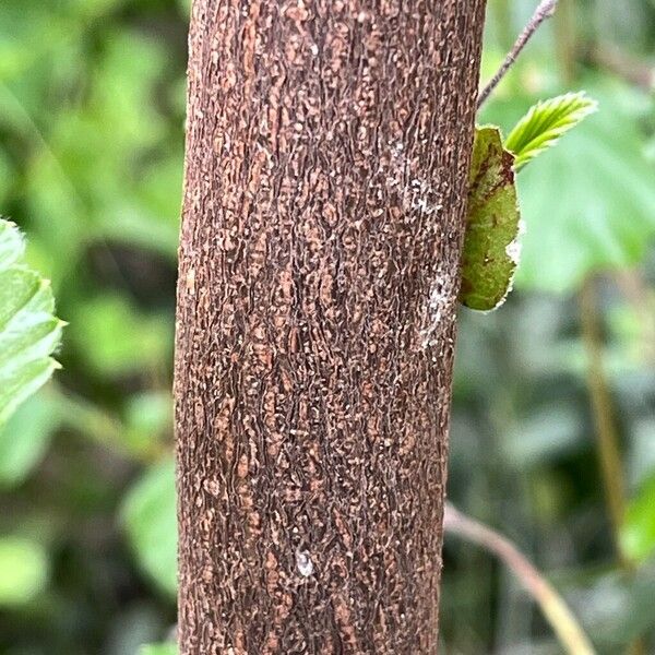 Cercocarpus montanus Bark