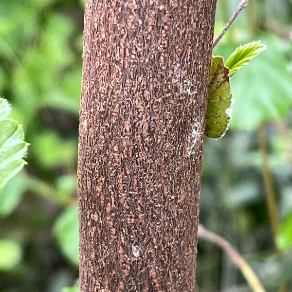 Cercocarpus montanus Escorça