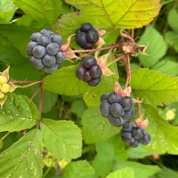 Rubus caesius Fruchs