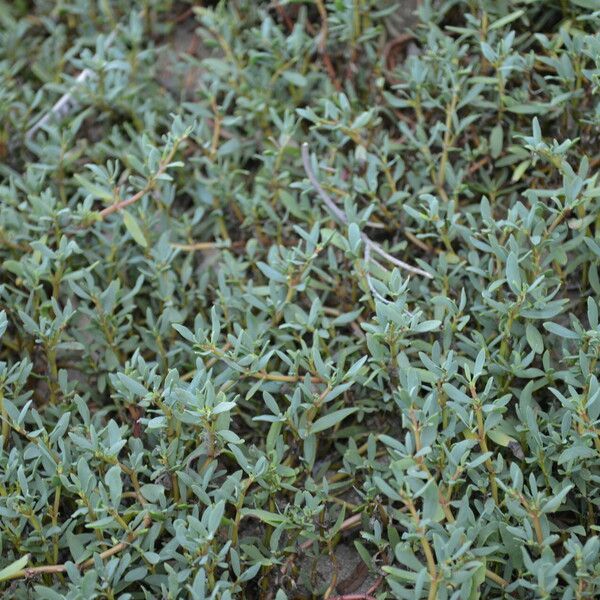 Sesuvium portulacastrum Habit