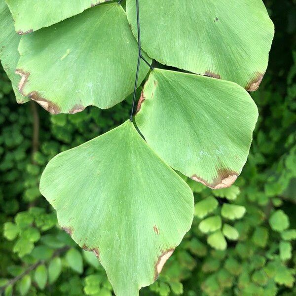 Adiantum peruvianum Leaf