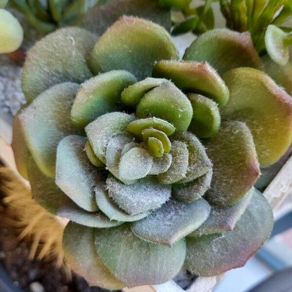 Aeonium castello-paivae Листок