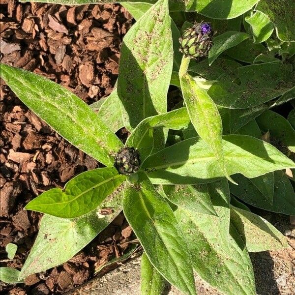 Centaurea triumfettii Folio