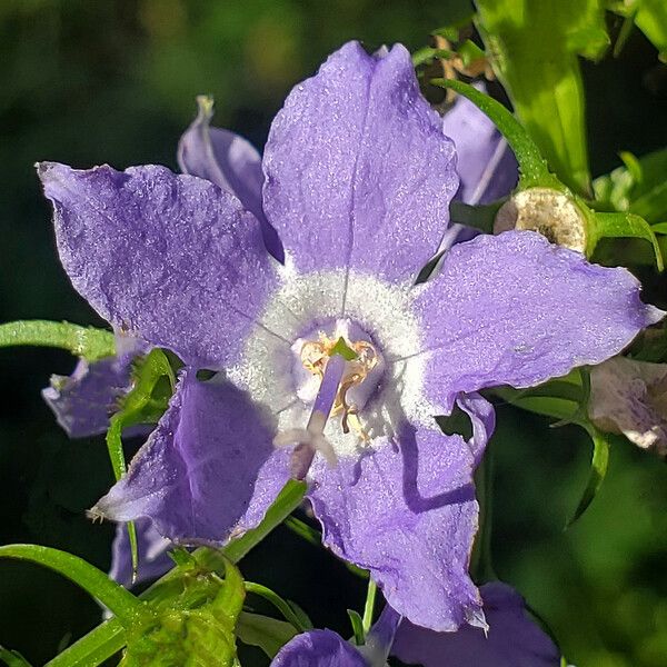 Campanulastrum americanum 花