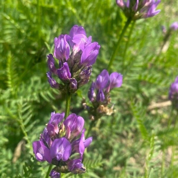 Astragalus danicus Blüte