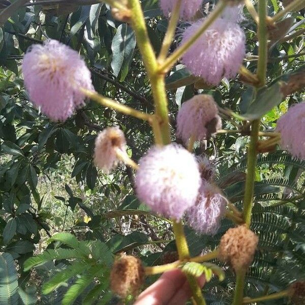 Mimosa pigra Lorea