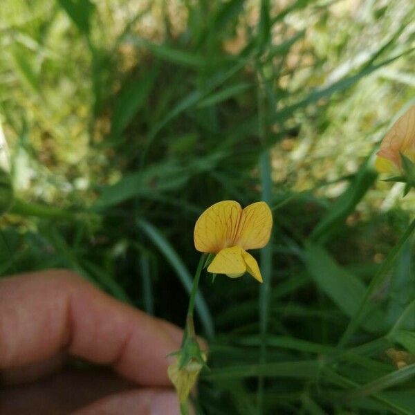 Lathyrus annuus Fiore