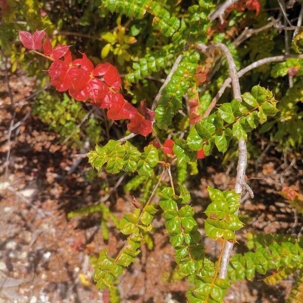 Comocladia dodonaea Leaf