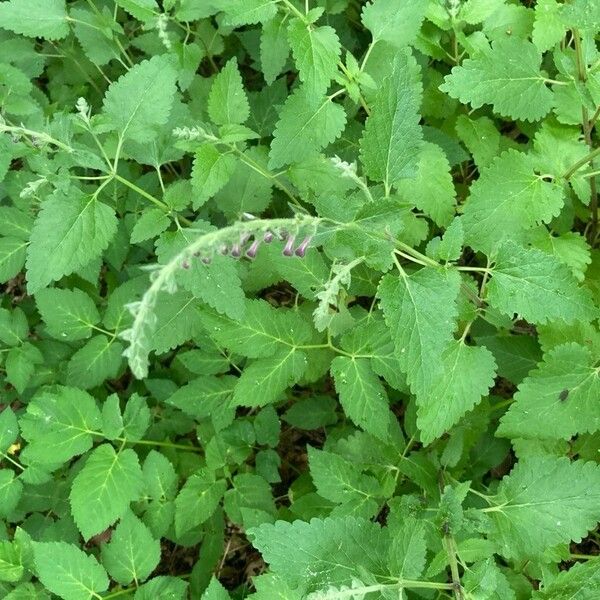 Scutellaria columnae Liść