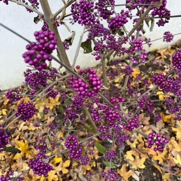 Callicarpa japonica Fruit