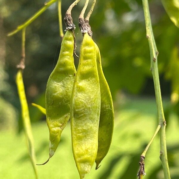 Cladrastis kentukea Fruit