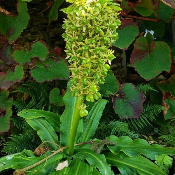 Eucomis autumnalis Blüte