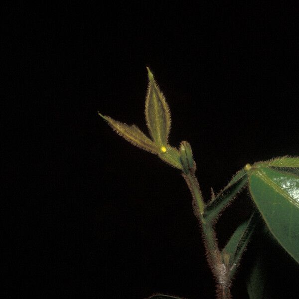 Inga pilosula Leaf