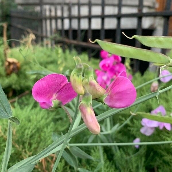 Lathyrus odoratus Blodyn