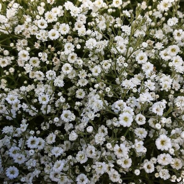 Gypsophila elegans Λουλούδι