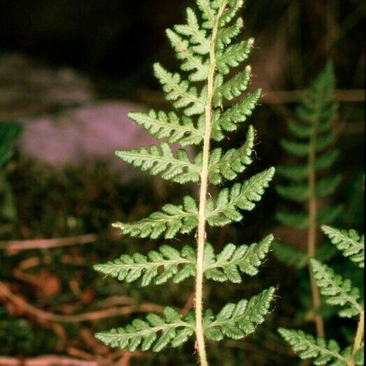 Woodsia ilvensis Liść