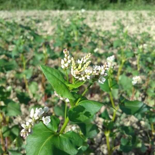 Fagopyrum esculentum Bloem