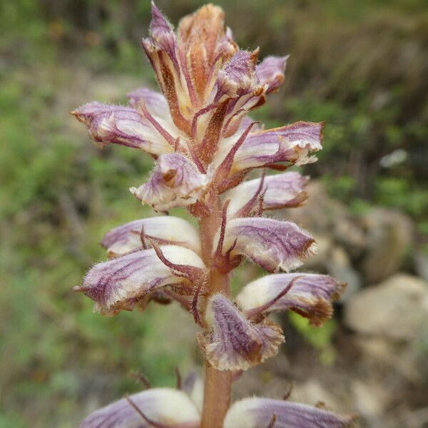 Orobanche minor Virág