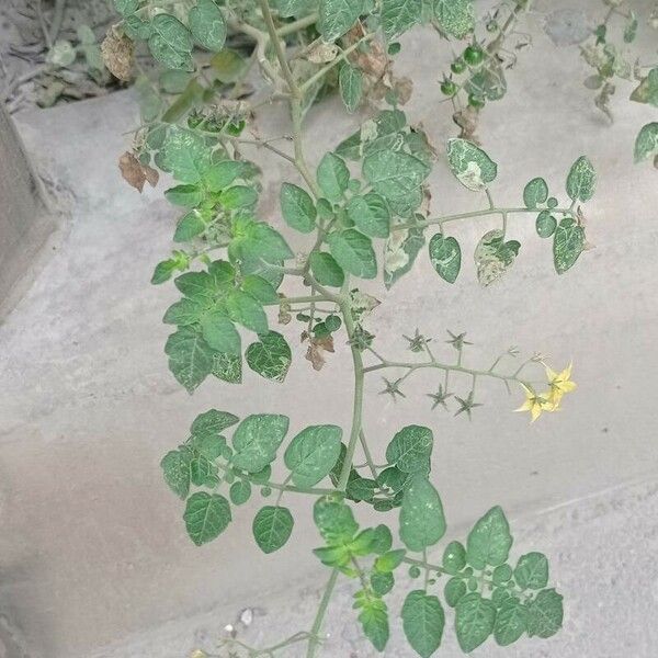 Solanum pimpinellifolium Leaf