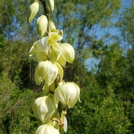 Yucca rupicola Цвят