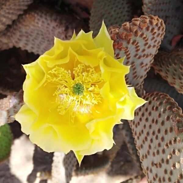 Opuntia microdasys ফুল