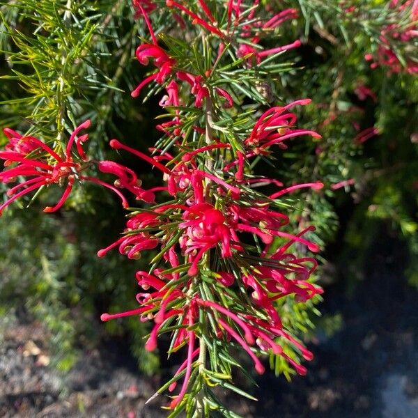 Grevillea rosmarinifolia Kukka