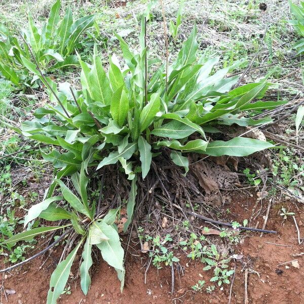 Wyethia angustifolia Habitat