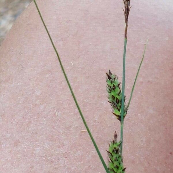 Carex lasiocarpa Virág