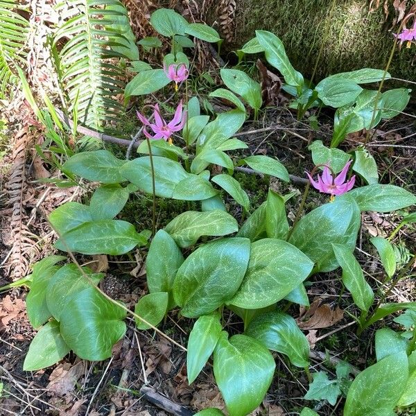 Erythronium revolutum Yaprak