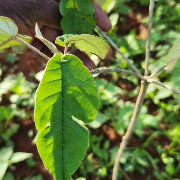 Croton megalocarpus Folha