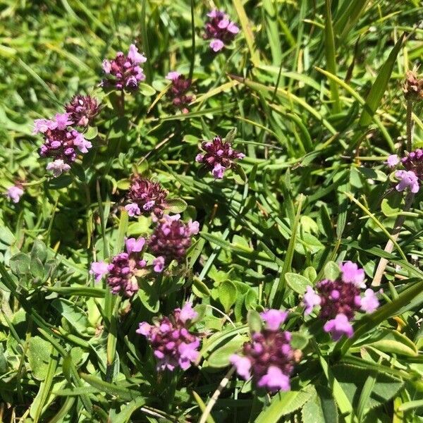 Thymus serpyllum Floare