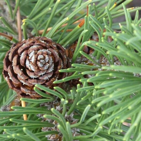 Pinus mugo Fruchs