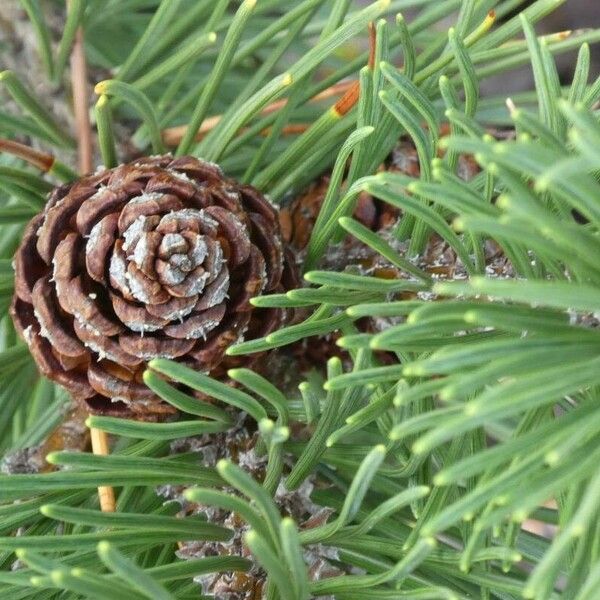 Pinus mugo Ffrwyth