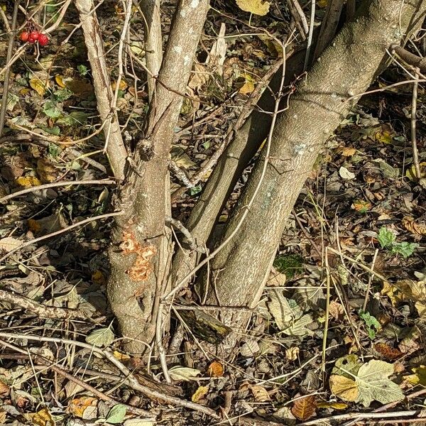 Viburnum opulus Žievė