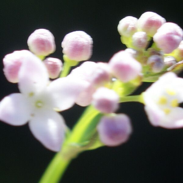 Galium debile Kukka