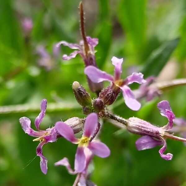 Chorispora tenella Lorea