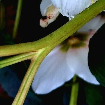 Helleborus niger Rinde